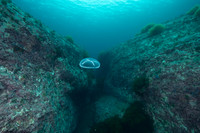 The Bell_160725_80
