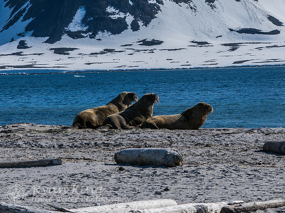 Spitzbergen_20170626_1728