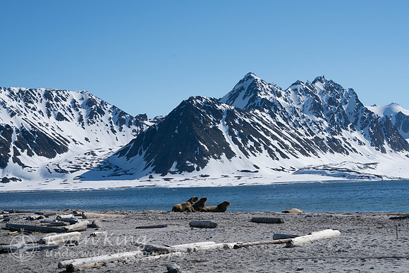 Spitzbergen_20170626_1728-2
