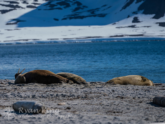 Spitzbergen_20170626_2222