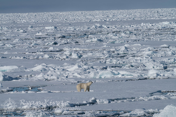 Spitzbergen_20170625_1590