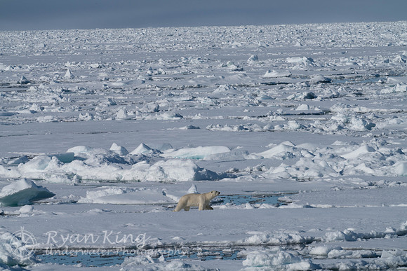Spitzbergen_20170625_1587
