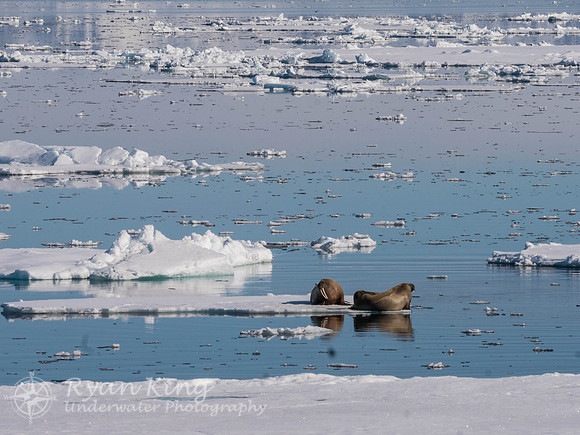 Spitzbergen_20170624_1723
