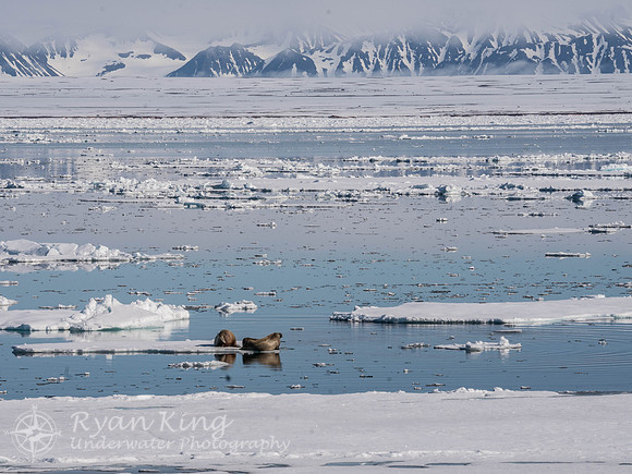 Spitzbergen_20170624_1723-2