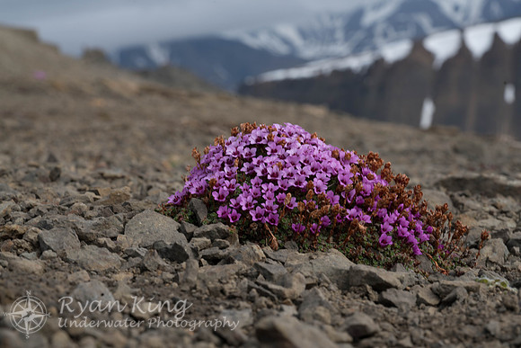 Spitzbergen_20170623_161