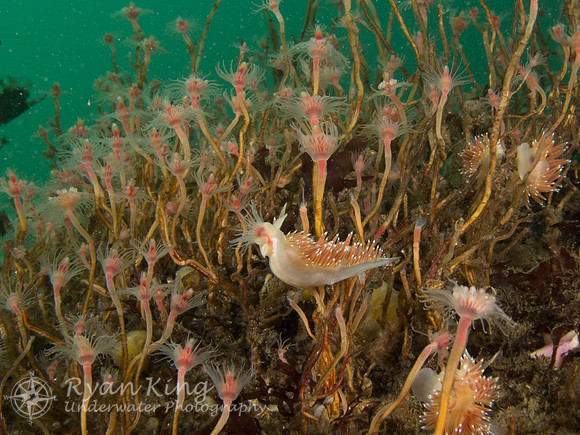 20120204-Pierce_Island-133