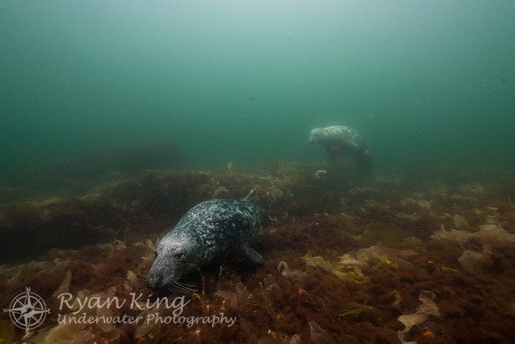 Duck_Island_Ledges_20170715_15818